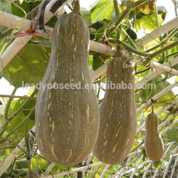 Semillas de calabaza dulces híbridas PU02 Lijian f1 para plantar